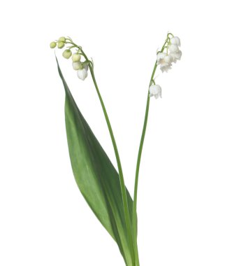 Vadinin güzel kokulu çiçekleri beyazlar üzerinde izole edilmiş.