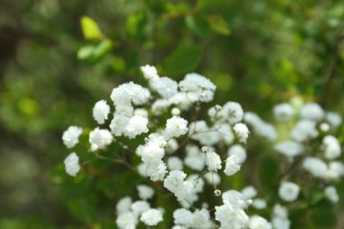 Güzel beyaz çingene çiçekleri, açık havada büyüyor, yakın plan.