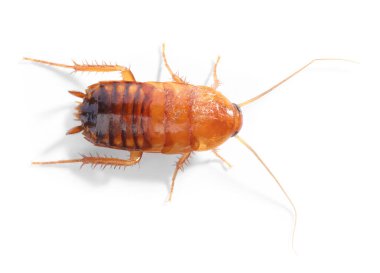 Beyaz arka planda bir hamamböceği, üst manzara. Haşere kontrolü