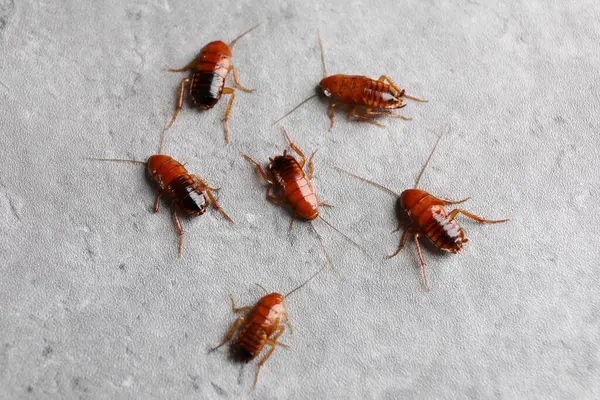 Gri masada bir sürü hamamböceği var.