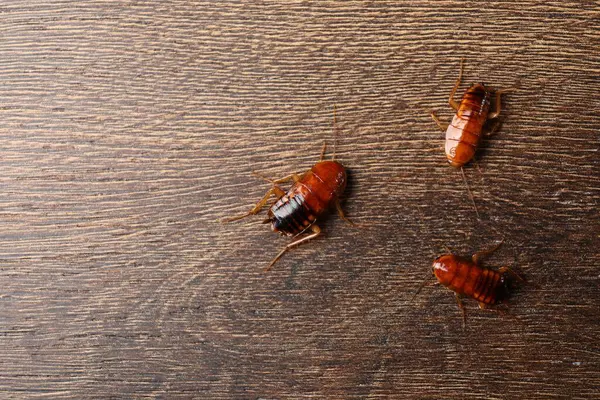Tahta masada üç hamamböceği, düz yatıyordu. Metin için boşluk
