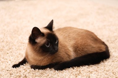 Evdeki bej halıdaki sevimli Tayland kedisi