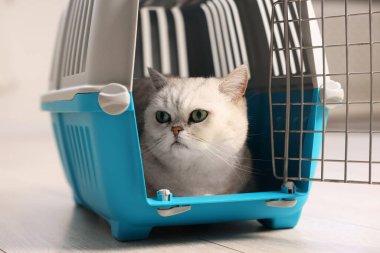 Evcil hayvan taşıyıcısında şirin bir kedi, kapalı bir yerde, yakın plan.