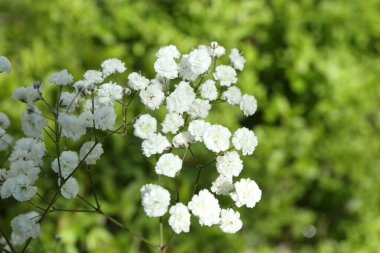 Dışarıda büyüyen güzel beyaz çingene çiçekleri, yakın plan. Metin için boşluk