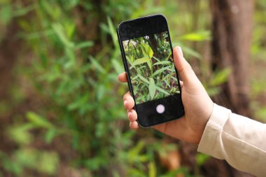 Açık havada akıllı telefonda bitki tanıma uygulaması kullanan bir kadın, yakın plan. Metin için boşluk