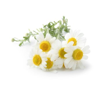 Beyaz arka planda taze papatya çiçekleri, yakın plan.