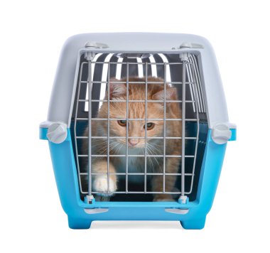 Kapalı evcil hayvan taşıyıcısındaki şirin kedi beyazda izole edilmiş.