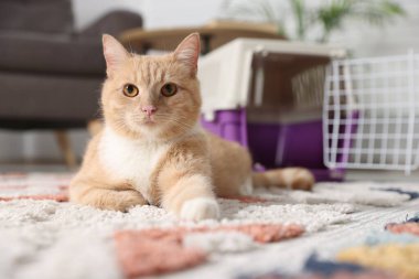 Şirin kedi ve hayvan taşıyıcısı evde, seçici bir odak noktası.