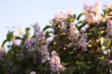 Açık havada yetişen güzel çiçekleri ve yeşil yaprakları olan leylak bitkisi.