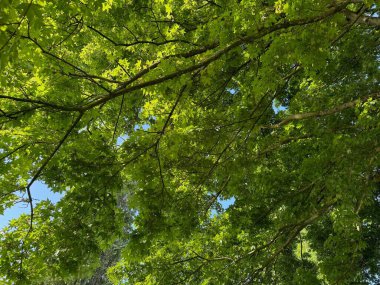 Arka planda yeşil yaprakları olan güzel ağaç taç, yakın plan.