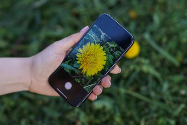 Açık havada akıllı telefondan bitki tanıma uygulaması kullanan bir kadın.