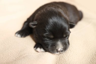 Bej bir battaniyenin üzerinde uyuyan küçük bir köpek yavrusu.