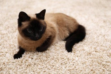 Evdeki bej halıdaki sevimli Tayland kedisi