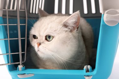 Beyaz arka planda evcil hayvan taşıyan sevimli kedi, yakın plan.