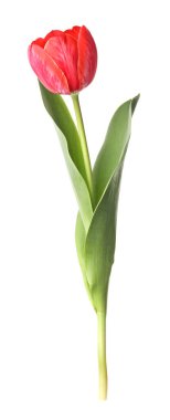 beyaz izole bir güzel Pembe Lale