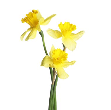 Üç güzel sarı nergis beyaz üzerine izole edilmiş.