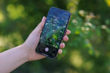 Açık havada akıllı telefondan bitki tanıma uygulaması kullanan bir kadın.