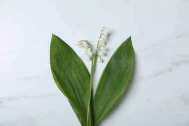 Beyaz mermer arka planda, vadideki güzel zambak çiçekleri.