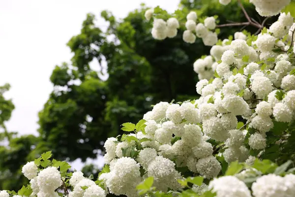 Açık havada büyüyen beyaz çiçekli güzel Viburnum plicatum bitkisi, metin için yer