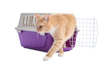 Sevimli kedi ve evcil hayvan taşıyıcısı beyaz üzerinde izole edilmiş.