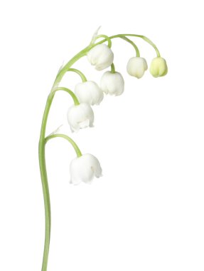 Vadinin güzel kokulu çiçekleri beyazlar üzerinde izole edilmiş.