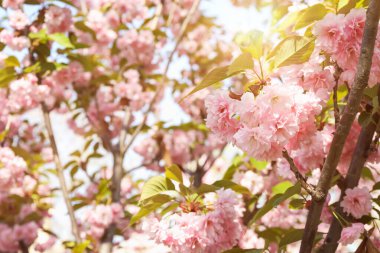 Güzel çiçek açan sakura ağacı, pembe çiçeklerle, yakın plan