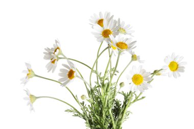 Beyaz arka planda bir buket güzel papatya çiçeği