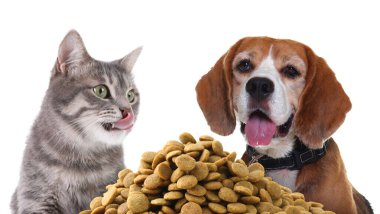 Beyaz arka planda bir yığın kuru hayvan yiyeceği olan sevimli kedi ve köpekler.
