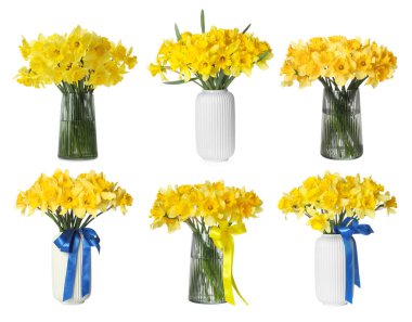 Beyaz vazolarda izole edilmiş güzel nergisler.