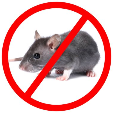 Beyaz arka planda kırmızı yasak işareti olan küçük sıçan. Haşere kontrolü