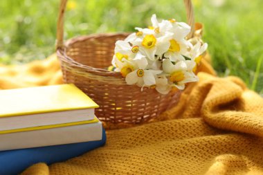 Yığılmış kitaplar, battaniye ve hasır sepet. Yeşil çimlerin üzerinde nergis çiçekleri, yakın plan.