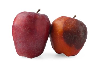 Tüm çürük elma ve sağlıklı olan beyazda izole edilmiş.