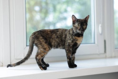 Evdeki pencere pervazında sevimli bir yavru kedi.