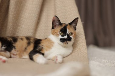 Evde şirin bir kedi yavrusu ve battaniye, mesaj için yer var.