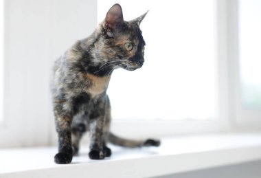 Evde pencere pervazında şirin bir yavru kedi, mesaj için de yer var.