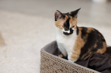 Evde sepetin içinde şirin bir kedi yavrusu, yakın plan. Metin için boşluk