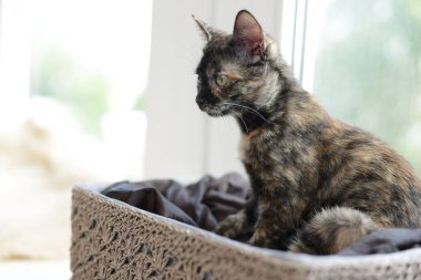 Evdeki pencere pervazında sepetlenmiş şirin bir yavru kedi.