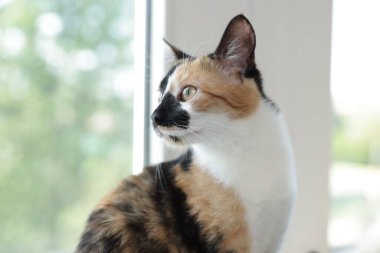 Evdeki pencere eşiğinde şirin bir yavru kedi, yakın plan.