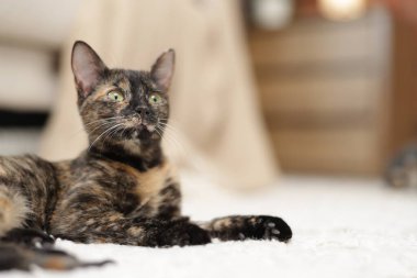 Evde yerde şirin bir yavru kedi var, yakın plan. Metin için boşluk