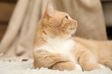 Evde yerde yatan sevimli kızıl kedi, yakın plan.