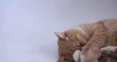 Gri arka planda sevimli kızıl kedi oyuncağıyla oynuyor. Metin için boşluk