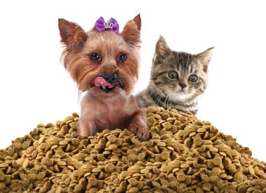 Sevimli kedi ve köpek, beyaz arka planda kuru hayvan maması yığınının üzerinde.