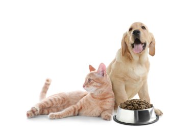 Beyaz arka planda bir kase kuru hayvan yiyeceği olan sevimli kedi ve köpekler.