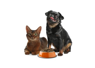 Beyaz arka planda bir kase kuru hayvan yiyeceği olan sevimli kedi ve köpekler.