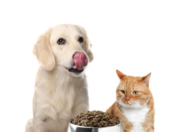 Beyaz arka planda bir kase kuru hayvan yiyeceği olan sevimli kedi ve köpekler.