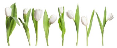 Beyaz arka planda güzel lale çiçekleri, set