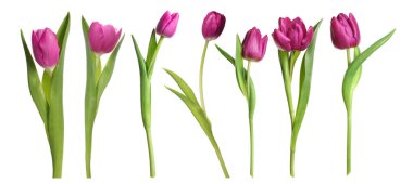 Beyaz arka planda güzel lale çiçekleri, set