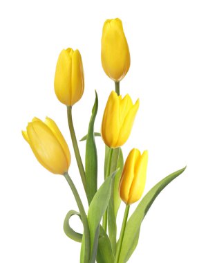 Beyaz üzerinde izole edilmiş güzel sarı laleler. Bahar çiçekleri