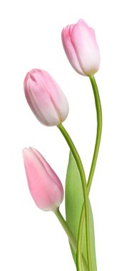 Beyaza izole edilmiş güzel pembe laleler. Bahar çiçekleri
