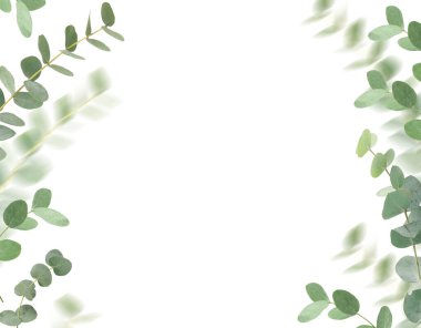 Beyaz arka planda okaliptüs yaprakları ve dalları havada